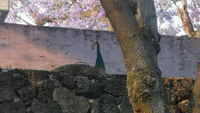 Rescate de pavo real en Tlalpan