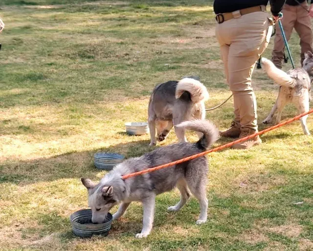 11 cachorros husky fueron rescatados  por maltrato y hacinamiento de un domicilio en la GAM