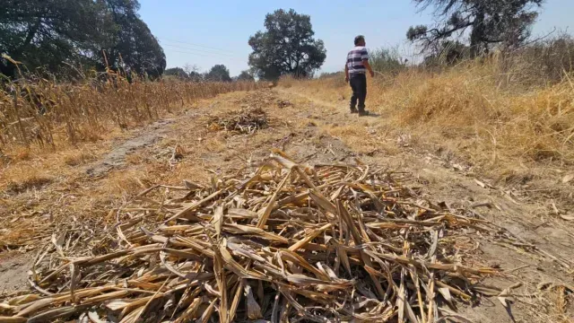 Habitantes de la zona esperan que personal de la Profepa intervenga lo más pronto posible. Foto: Genaro Zepeda | N+