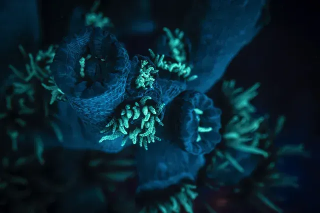 Corales bioluminiscentes en el fondo marino