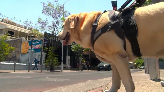 ‘Camila’ Una Perrita Guía Entrenada Para Ayudar a Personas con Discapacidad Visual
