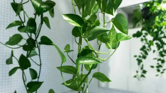 Planta poto puede purificar el aire: Nasa