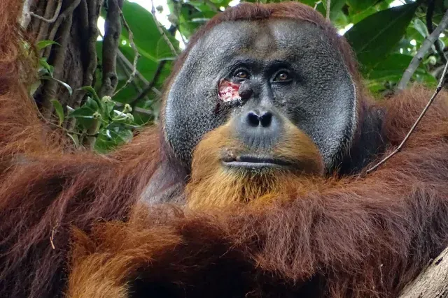 Orangután Rakus se curó una herida con plantas medicinales