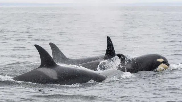 Orcas en el océano