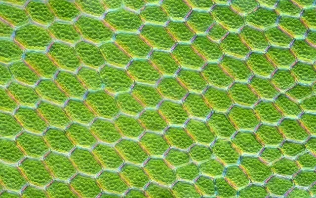 Pared de una célula vegetal