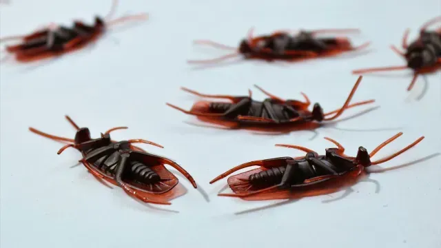 Las cucarachas se originaron en el Sureste Asiático