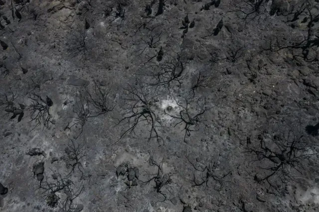 Este año los incendios han consumido 8 mil hectáreas de áreas naturales protegidas en Veracruz