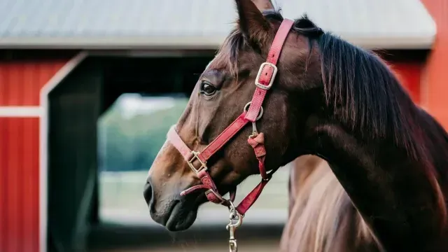 A partir del mes de julio las calandrias jaladas por caballos dejaran de circular. Foto: Pixabay
