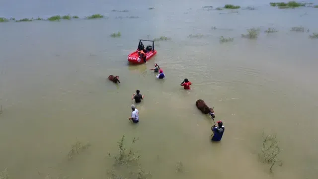 Algunos caballos tuvieron que nadar para salavr su vida. Foto: PC NL