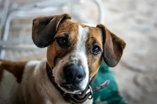 tras generaciones de adaptación, los perros saben leer nuestro ánimo