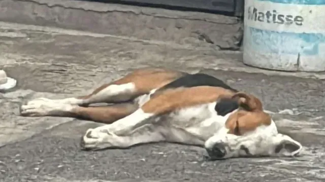 Perro de Jimena llegó sin ella con rastros de lodo. Foto: Raymundo Elizalde