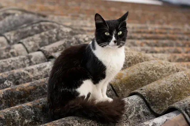 Gato en un tejado en Colombia