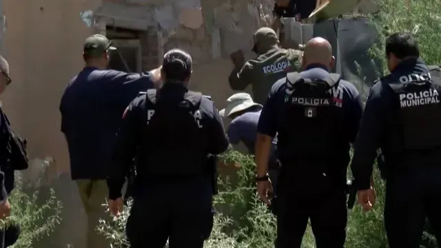 Elementos de Seguridad Lograron la Captura del Jabalí en Ciudad Juárez