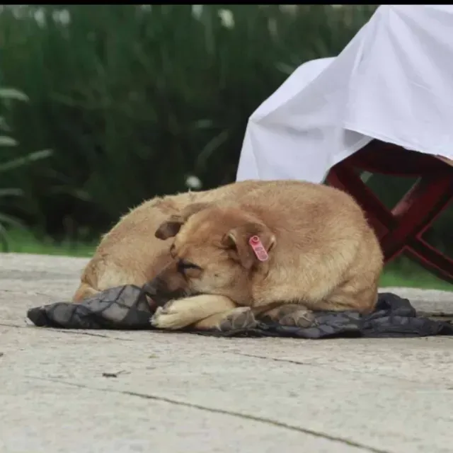 Hombre Sin Hogar Muere en Parque y su Perrita No lo Abandona