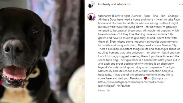 Tom Hardy expresó su deseo de llevarse a Paco a casa.