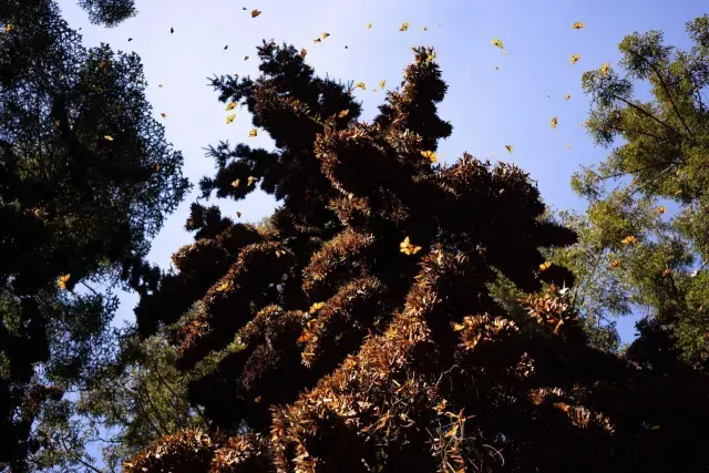 Santuario de mariposa monarca en Michoacán