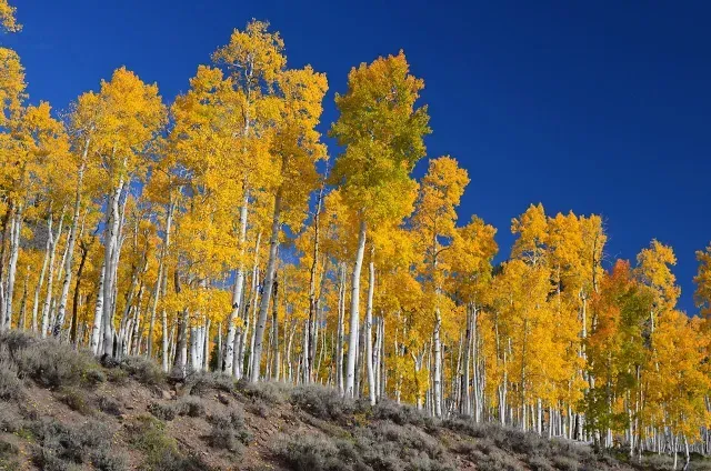 Pando es un único ser vivo que se compone de 50 mil árboles
