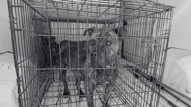 Sacrifican a Pitbull Por Agredir a un Abuelito