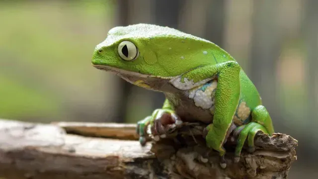 RANA-KAMBÓ-DGO