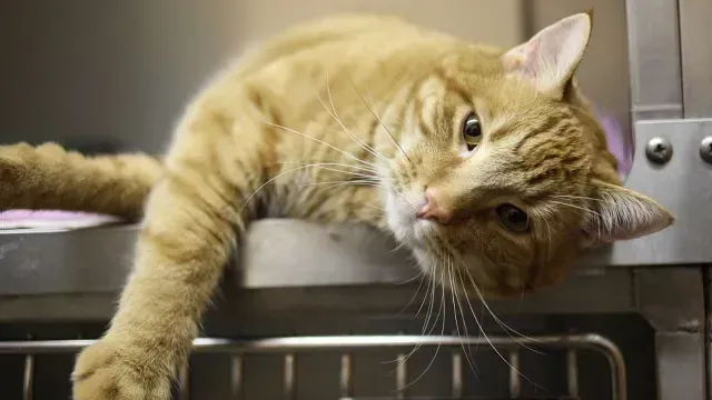 Es necesario tener un botiquín en casa para atender a tu mascota. Foto: Pexels