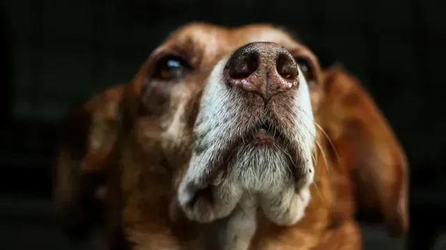 La ley obliga a los tutores de animales de compañía a brindarles primeros auxilios en emergencias. Foto: Pixabay