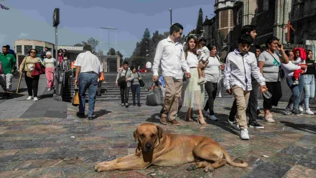 En la zona fueron rescatados alrededor de 68 perritos extraviados. Foto: N+