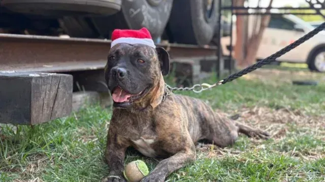Perrito rescatado en el Metro será ayudante de Santa Claus. Foto X: @MetroCDMX