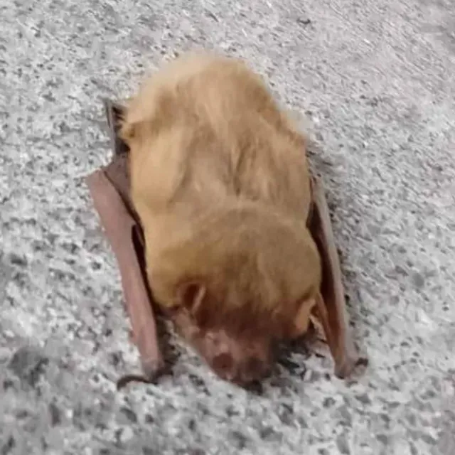 ¿Batman, Eres Tú? Hallan Murciélago en Andén de Boulevard Puerto Aéreo del Metro CDMX