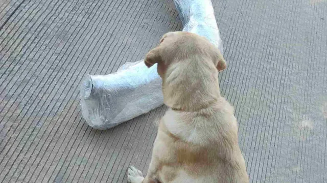 Perros participan en decomiso de fentanilo en Sinaloa. Foto: SSPC