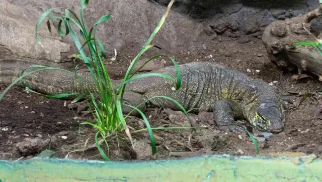 Un varano de Nilo fue rescatado en los canales de Xochilimco y trasladado al zoológico de Xochimilco