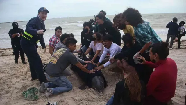 Rescate de delfín varado en Puerto Progreso, Yucatán