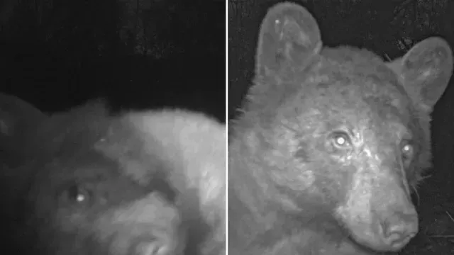Oso posa para la cámara en el bosque