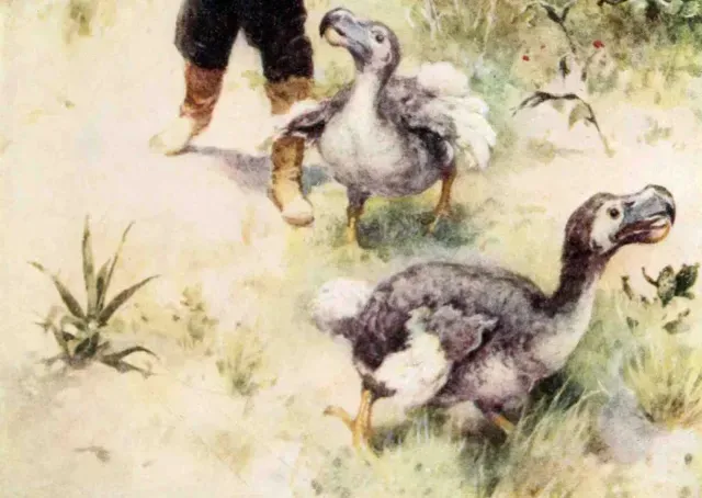 Cuadro de pájaros dodo en la isla Mauricio