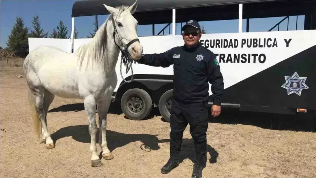 Tras terminar su periodo de servicio, los caballos fueron llevados a diferentes santuarios. Foto: Gobierno de Ecatepec
