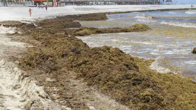 Toneladas de sargazo afectan Quintana Roo, el 22 de junio de 2018. Foto: Cuartoscuro | Archivo