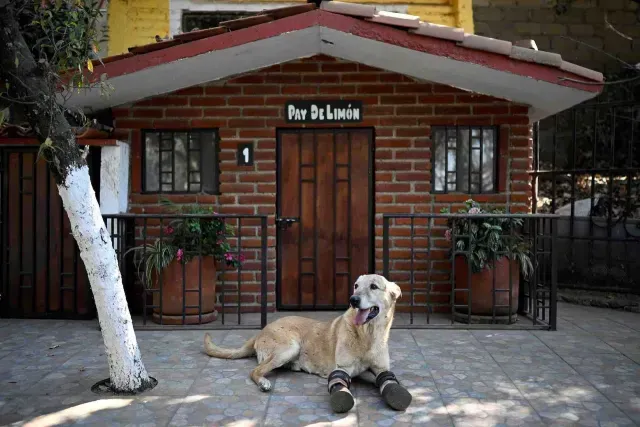 Pay de Limón, que compite para ser el perro más lindo