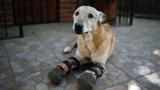 Pay de Limón, que compite para ser el perro más lindo