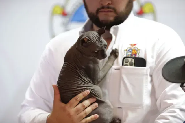 El gato mexicle presentado en conferencia de prensa para dar a conocer los requisitos de adopción.