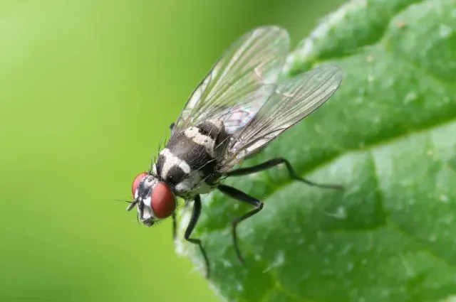 Mosca sobre una hoja
