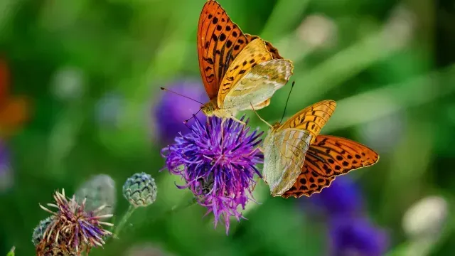 Los insectos liberan moléculas olorosas que atraen al sexo opuesto Foto: Pixabay | Ilustrativa