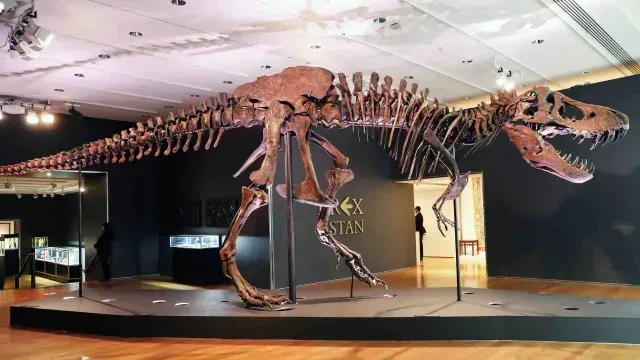 Tiranosaurio expuesto en un museo