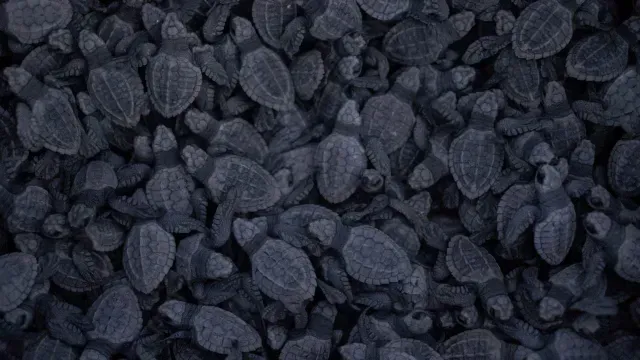 Día de la Tierra: Tortugas liberadas en playa de México