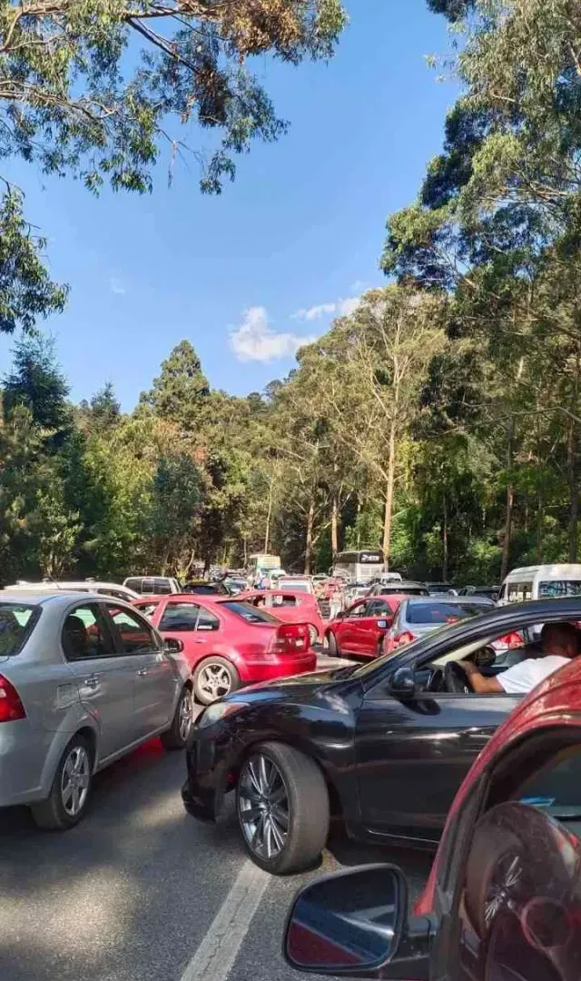 Caos vial sobre la carretera federal tras caìda de árbol