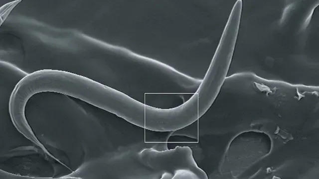 Gusano Caenorhabditis elegans