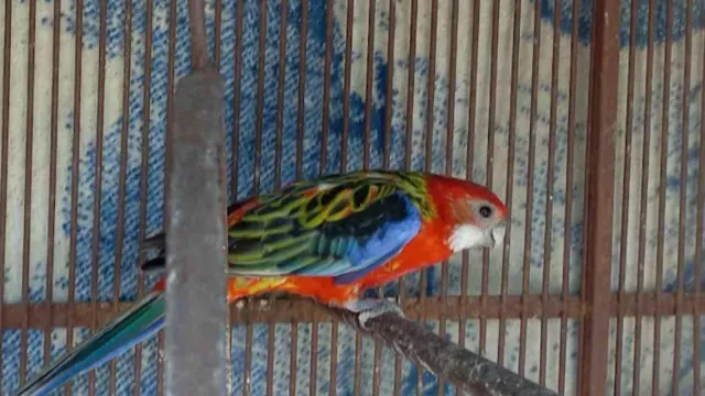 Perico asegurado de un zoológico que operaba para la ilegalidad