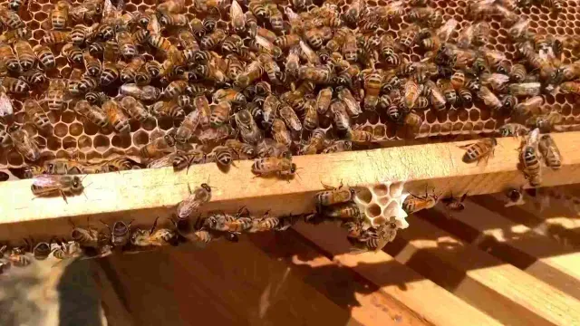 Más de 60 mil abejas pueden coexistir en una colmena con cámara sencilla. Foto: N+