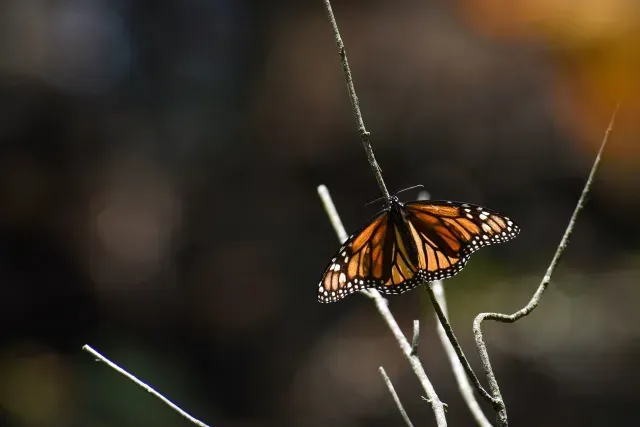 Mariposa monarca en Michoacán, México