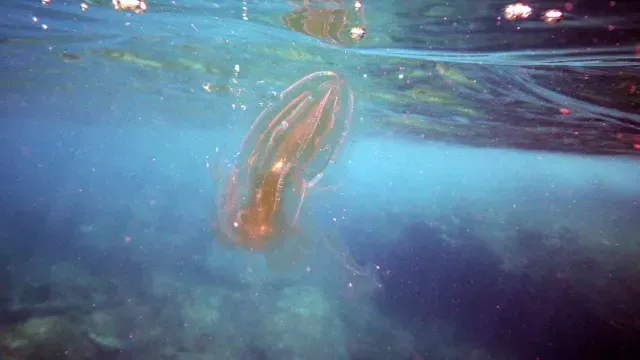 Medusa peine captada en el mar Mediterráneo