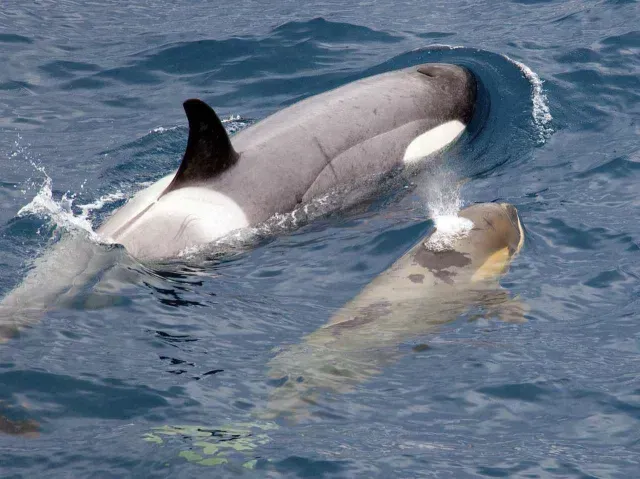Dos orcas fotografiadas juntas en el mar
