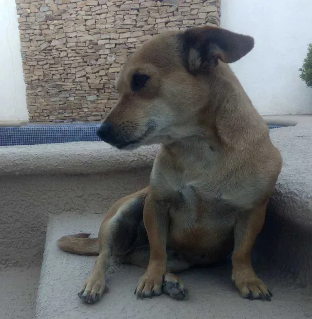 Dulcinea tras volver a casa de su largo viaje